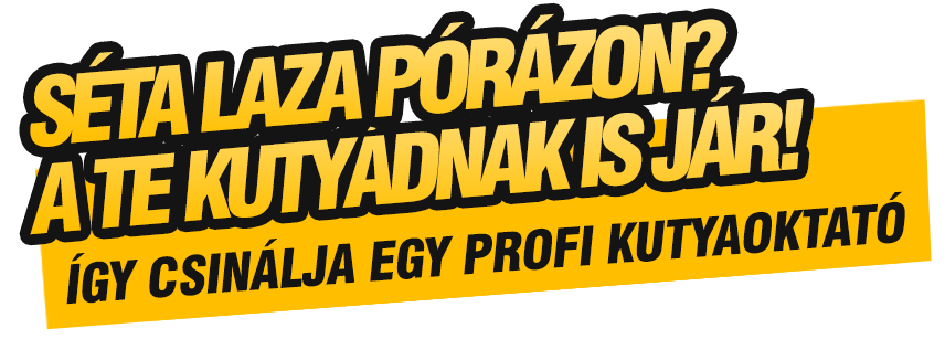 Kutyasétáltatás laza pórázon, miért húzza a pórázt a kutya? Ingyenes webinár